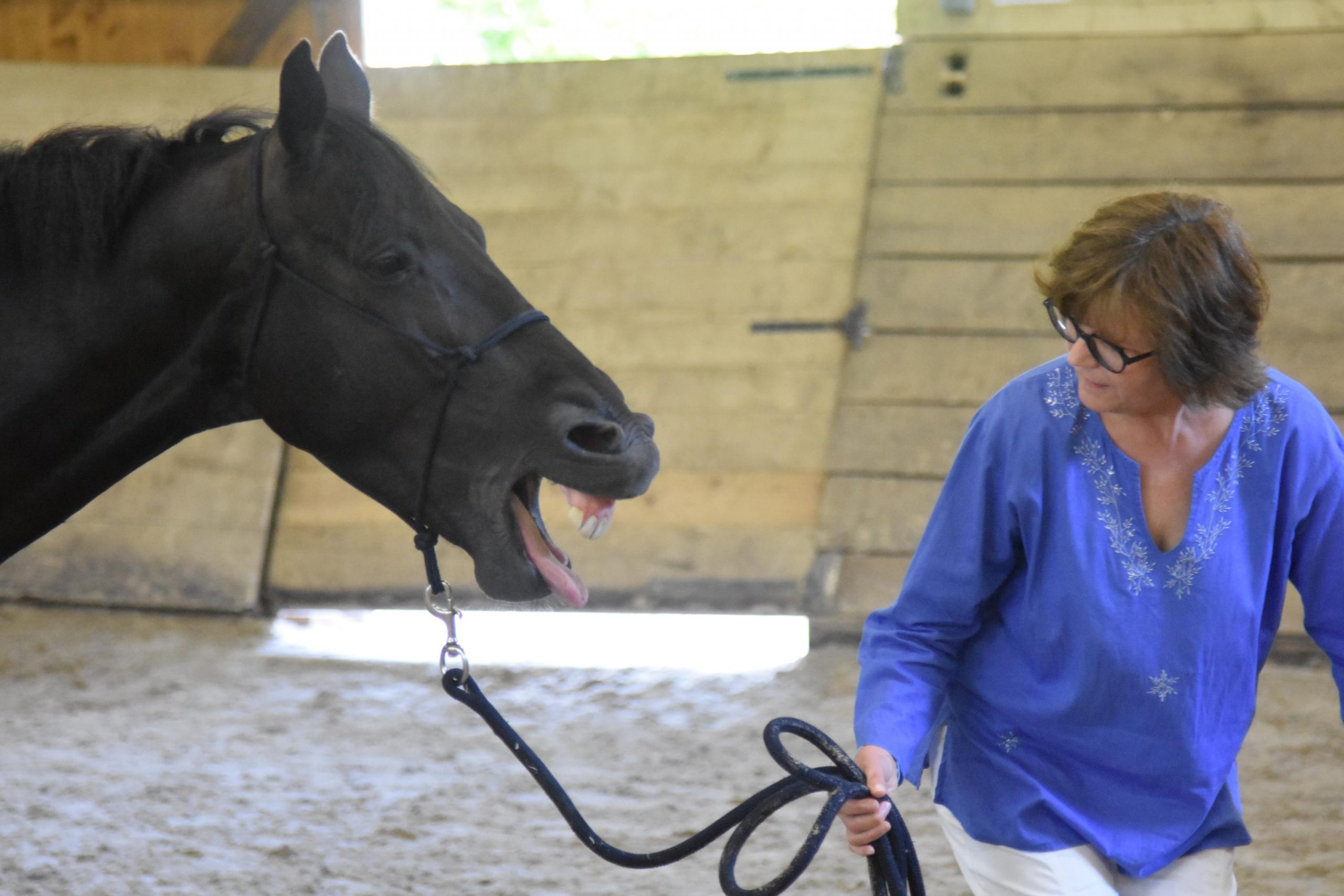 equicoaching cheval