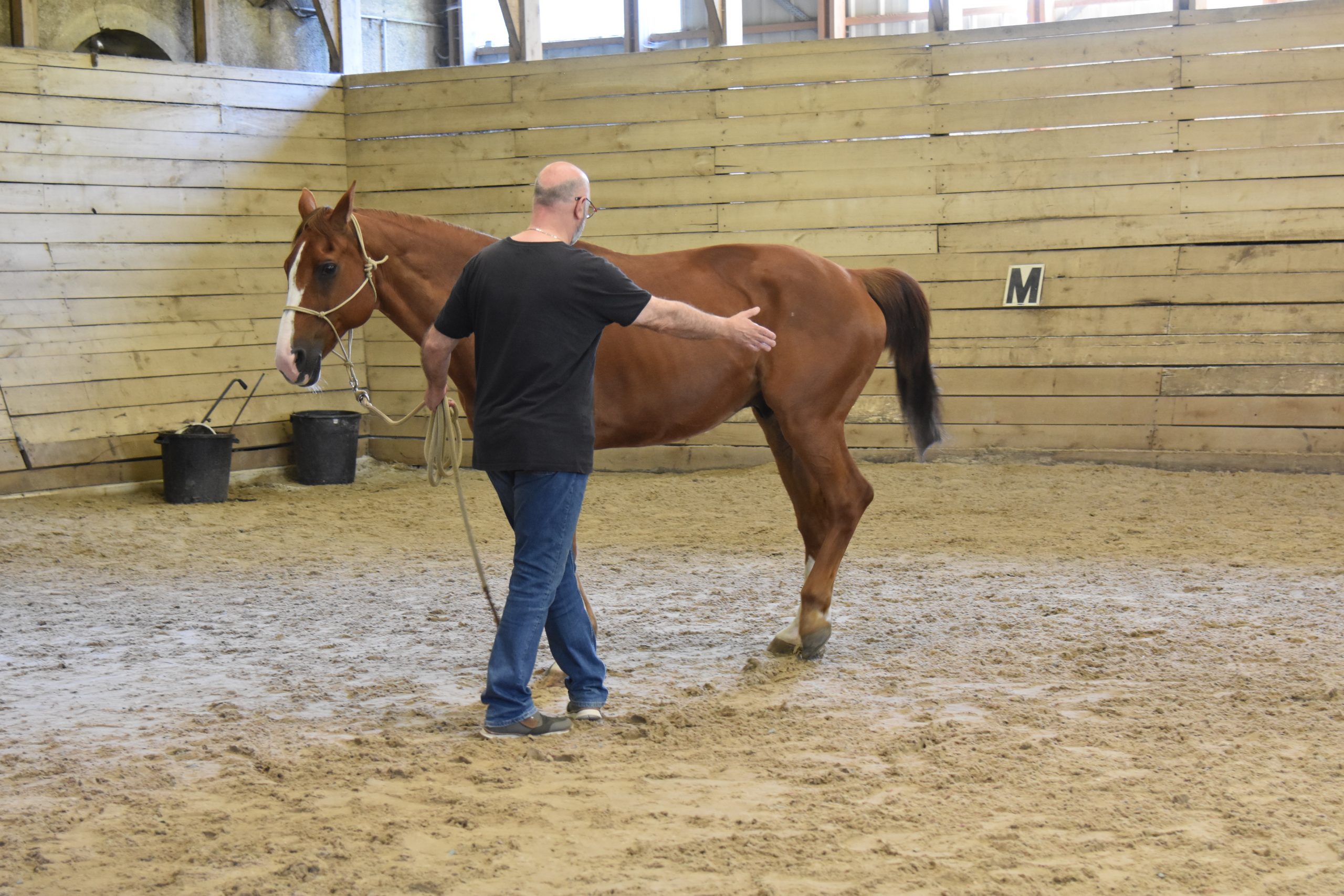 equicoaching cheval travail manege